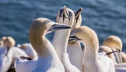 开云真人体育娱乐-法国男篮在奥运热身赛中取得连胜，法国男篮在奥运热身赛中取得连胜次数