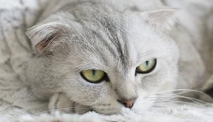 开云真人体育娱乐-法国男篮在奥运热身赛中取得连胜，法国男篮在奥运热身赛中取得连胜次数